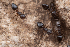 Crematogaster lineolata