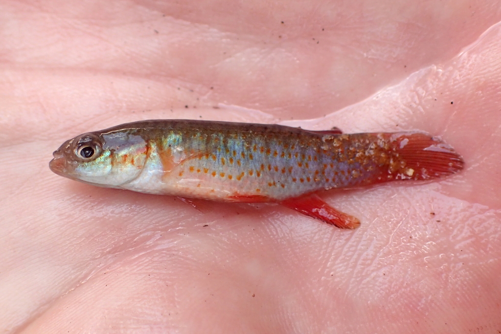 Banded topminnow (Fundulus cingulatus) — Fundulidae