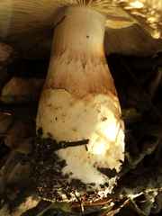 Cortinarius albofragrans image