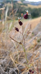 Streptanthus glandulosus niger