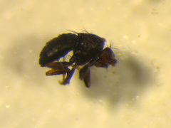 Howickia