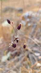 Streptanthus glandulosus niger