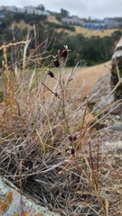 Streptanthus glandulosus niger
