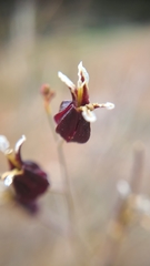 Streptanthus glandulosus niger