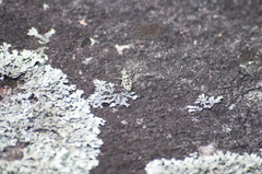 Trimerotropis saxatilis