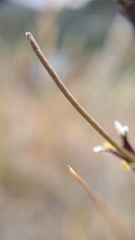 Streptanthus glandulosus niger