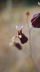 Streptanthus glandulosus niger