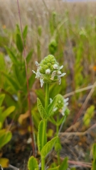 Stachys pycnantha