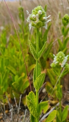 Stachys pycnantha