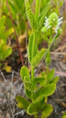 Stachys pycnantha