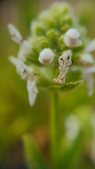 Stachys pycnantha