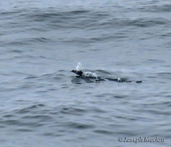 Ptychoramphus aleuticus