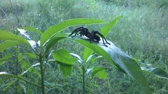 Cyrtopholis portoricae