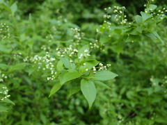 Deutzia gracilis