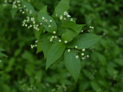 Deutzia gracilis