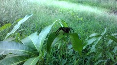 Cyrtopholis portoricae