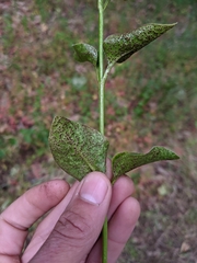 Puccinia vincae
