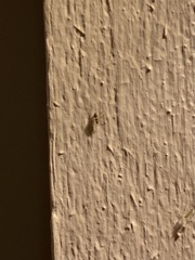 Cricotopus bicinctus