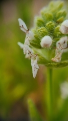 Stachys pycnantha