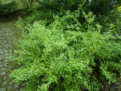 Deutzia gracilis
