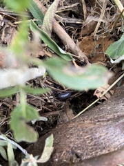 Armadillidium vulgare