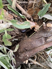 Armadillidium vulgare