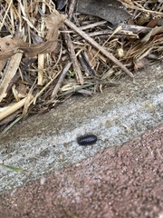 Armadillidium vulgare