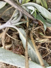 Armadillidium vulgare