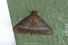 Crocidophora flavofasciata