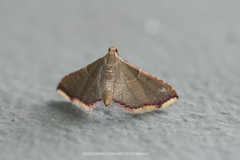Endotricha nicobaralis