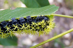 Leucanella viridescens