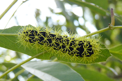 Leucanella viridescens