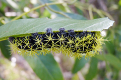 Leucanella viridescens