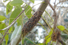 Aetalion reticulatum