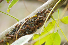 Aetalion reticulatum