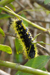 Leucanella viridescens