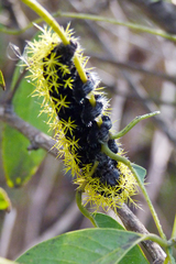 Leucanella viridescens