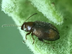 Epitrix hirtipennis