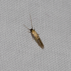 Opogona protodoxa