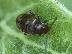 Epitrix hirtipennis