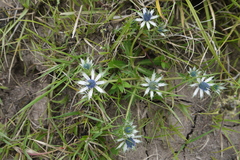 Eryngium carlinae