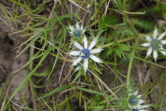 Eryngium carlinae