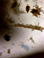 Onnia circinata