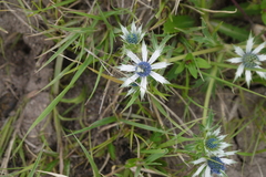 Eryngium carlinae