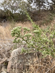 Acourtia microcephala