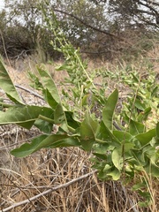 Acourtia microcephala
