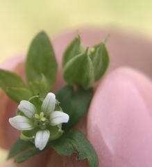 Geranium texanum