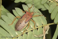 Anasa varicornis