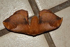 Goodia kuntzei