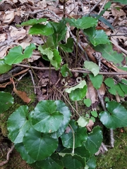 Asarum rosei